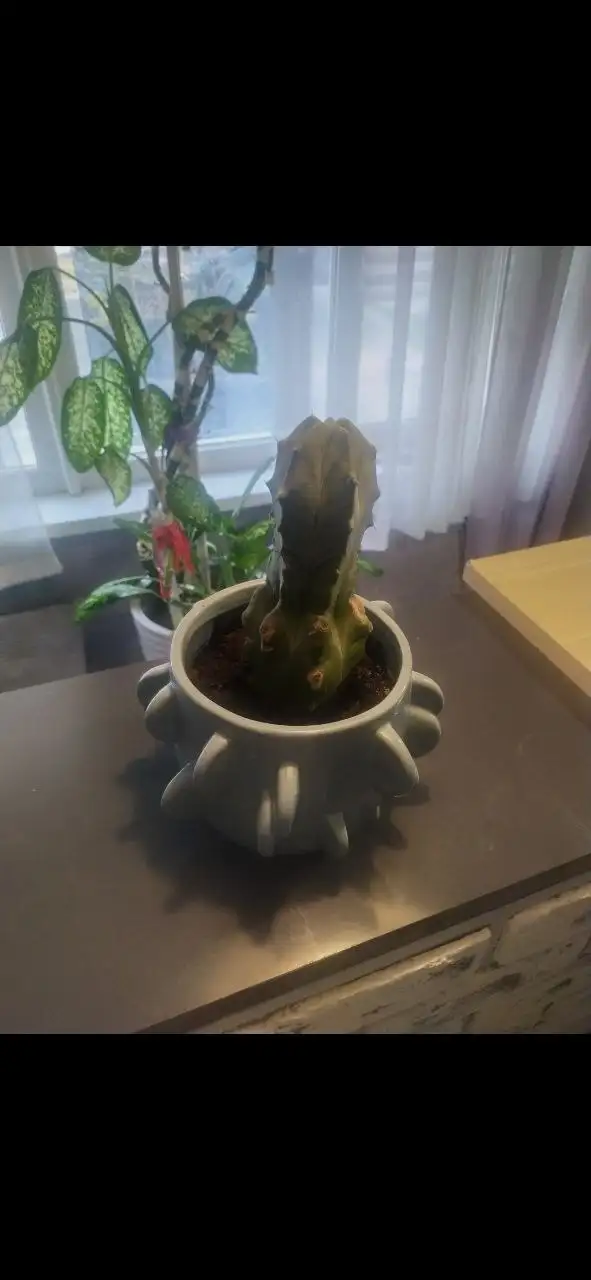 Продам необычный кактус с горшком - Растения (Хобби и отдых) в Красногорск