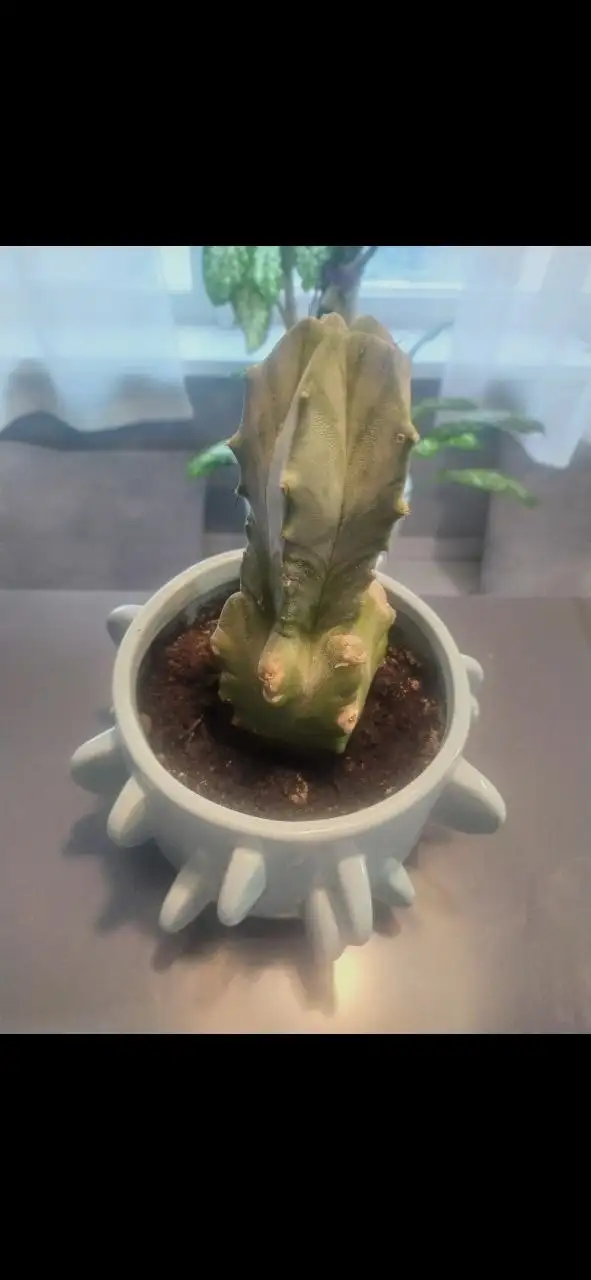 Продам необычный кактус с горшком - Растения (Хобби и отдых) в Красногорск