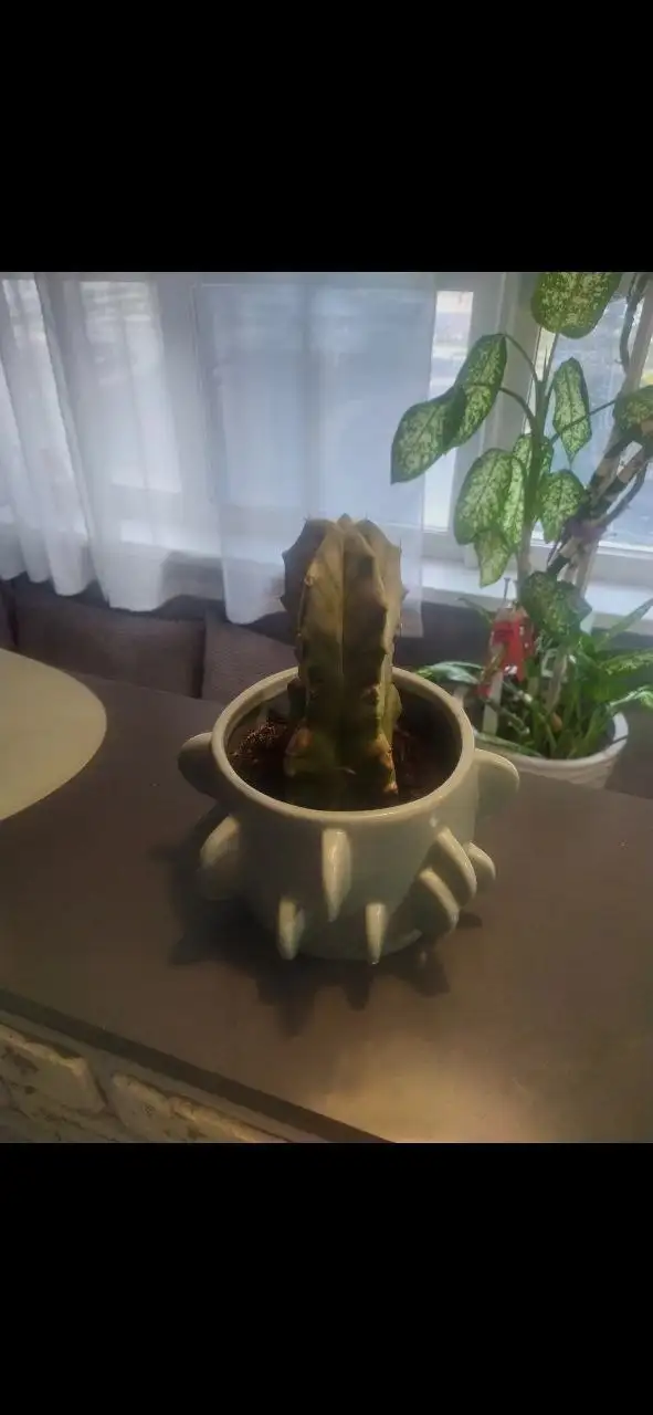 Продам необычный кактус с горшком - Растения (Для дома и дачи) в Красногорск