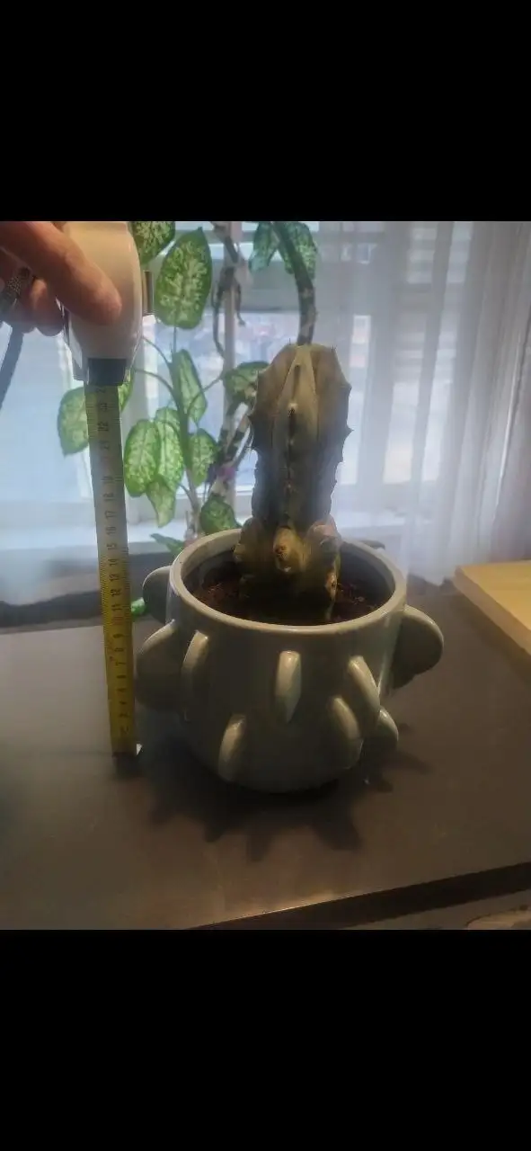 Продам необычный кактус с горшком - Растения (Для дома и дачи) в Красногорск