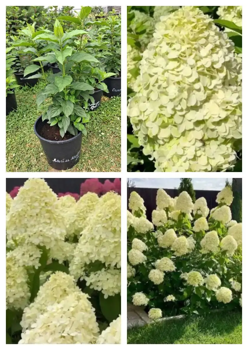 Продажа саженцев метельчатой гортензии - Саженцы (Для дома и дачи) в Москва