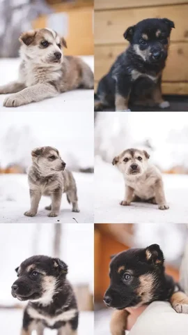 Ищут дом и семью малыши - частное объявление в Барнаул