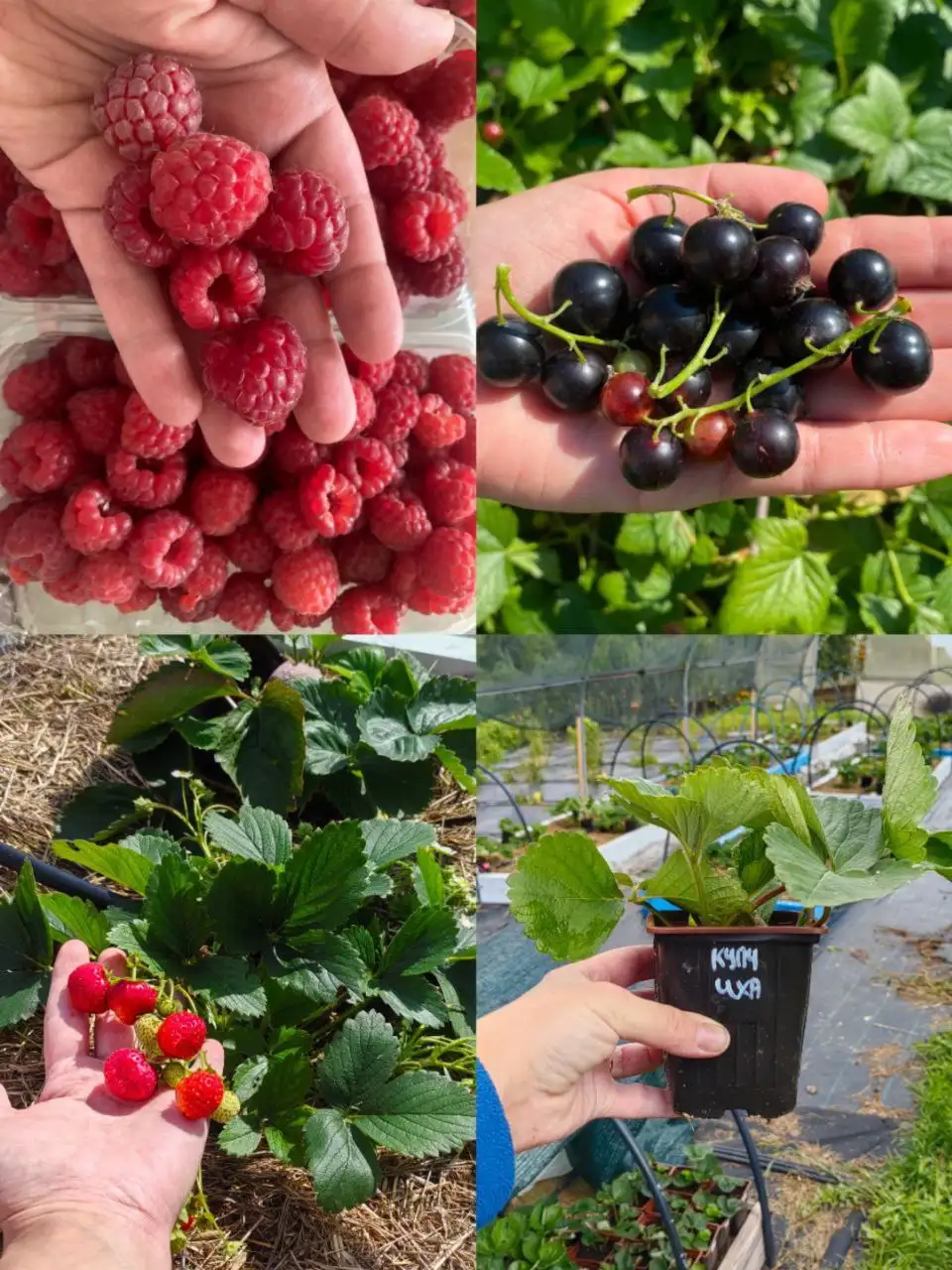 Питомник растений "Зимарёв цвет" принимает заказы на весну 2026 - Растения (Барахолка) в Барнаул