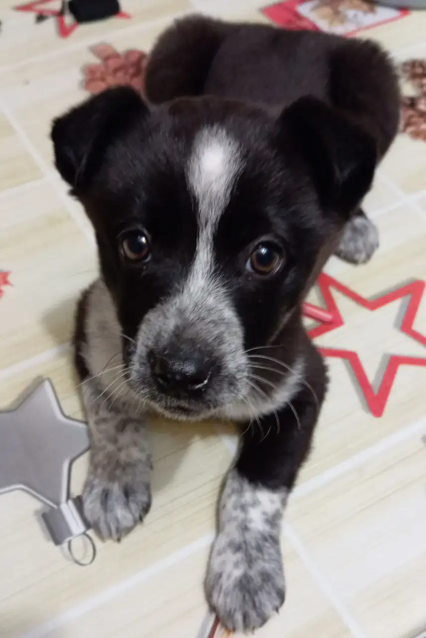 Щенки мелкой породы в Барнауле - Собаки (Животные) в Барнаул