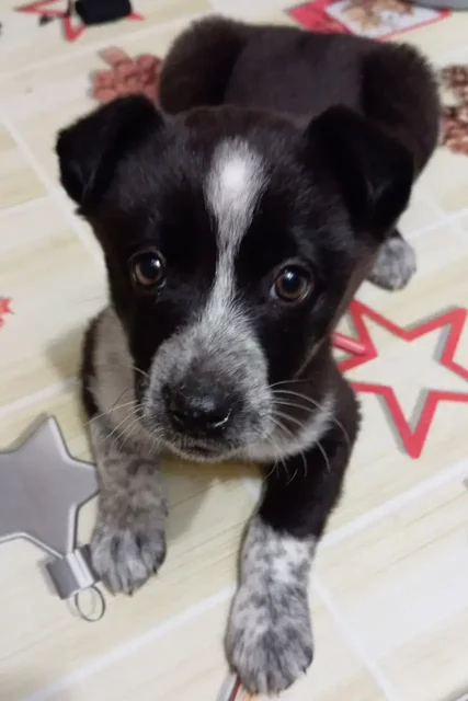 Щенки мелкой породы в Барнауле - Аксессуары для животных в Барнаул