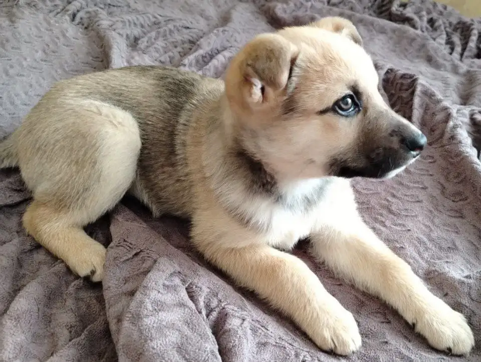 Щенки мелкой породы в Барнауле - Собаки (Животные) в Барнаул