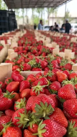 Клубника свежая, ящик 2.2 кг - Продукты питания в Барнаул