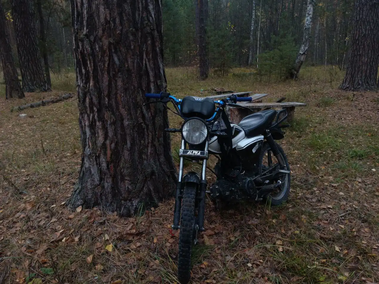 Продажа мопеда Alpha RX 110 2023 года