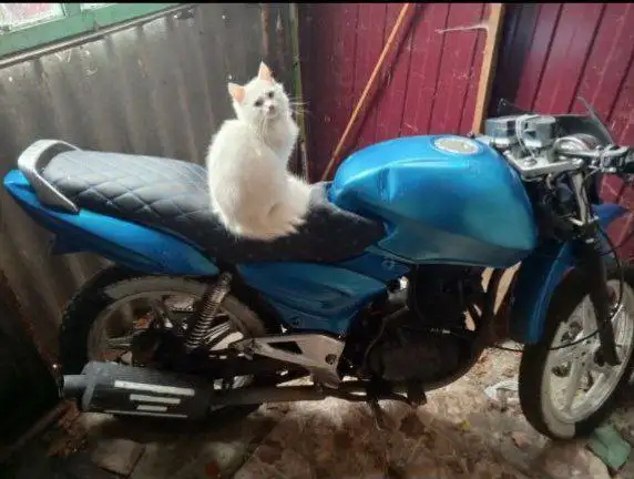 Мотоцикл STELS Delta 200 кубов - Мотоциклы (Авто) в Саранск