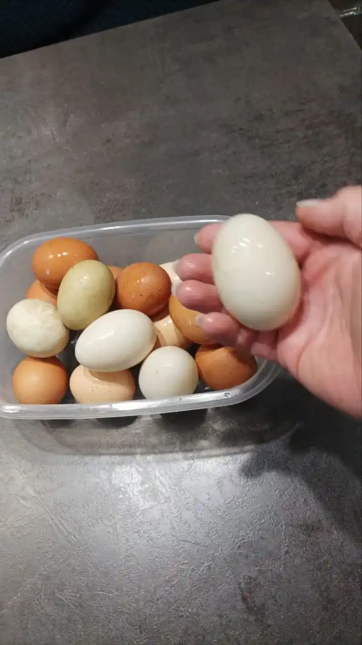 Яйца от разноцветных несушек и уток - Животные в Томск