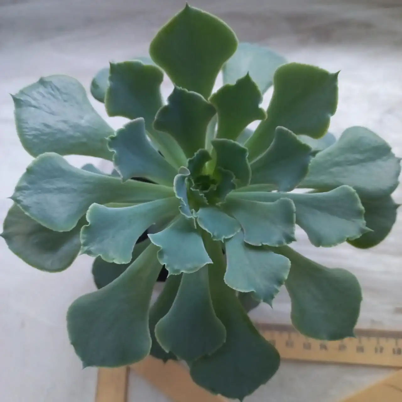 Продажа домашнего растения Эхеверия