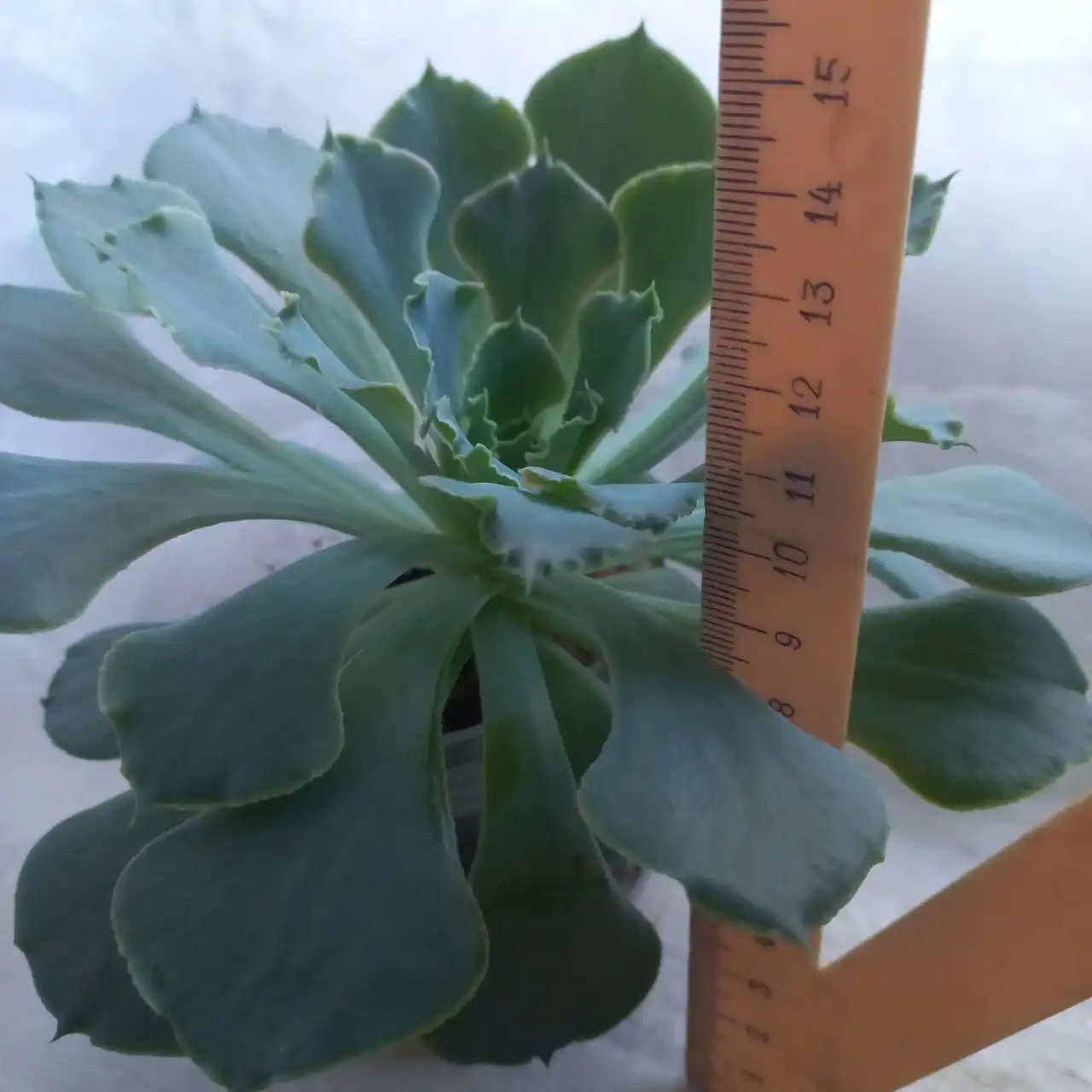 Продажа домашнего растения Эхеверия