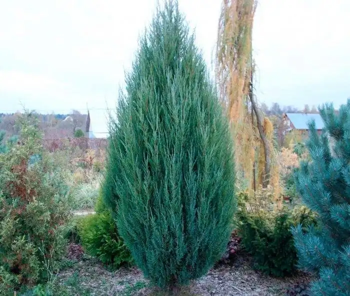 Склад растений и саженцев — опт и розница