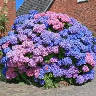 Склад растений и саженцев — опт и розница