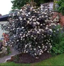 Склад растений и саженцев — опт и розница