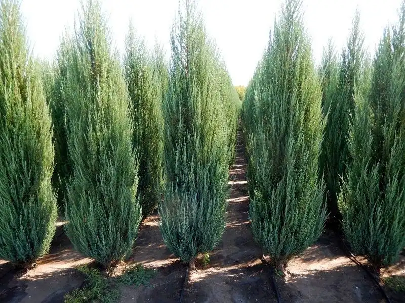 Склад растений и саженцев — опт и розница