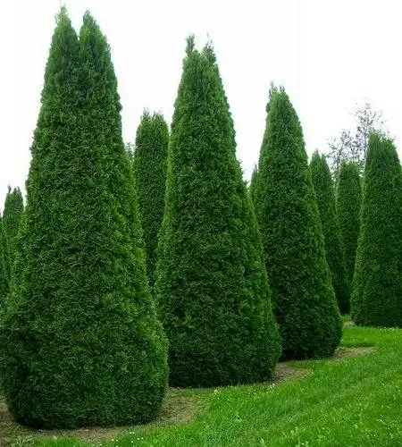 Склад растений и саженцев — опт и розница