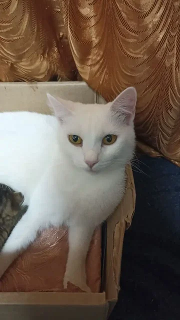 Котята и кошки в добрые руки - Животные в Томск