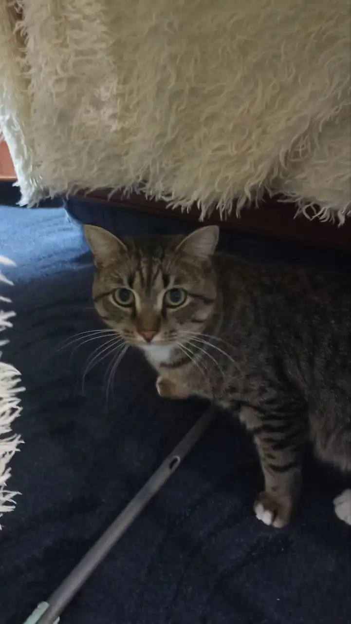 Котята и кошки в добрые руки