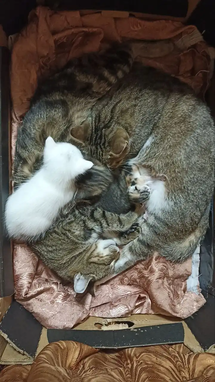 Котята и кошки в добрые руки