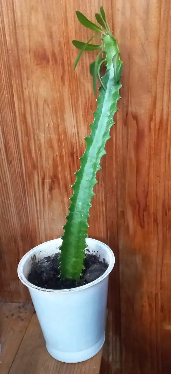 Продам суккулент Эуфорбия Тригона Грин