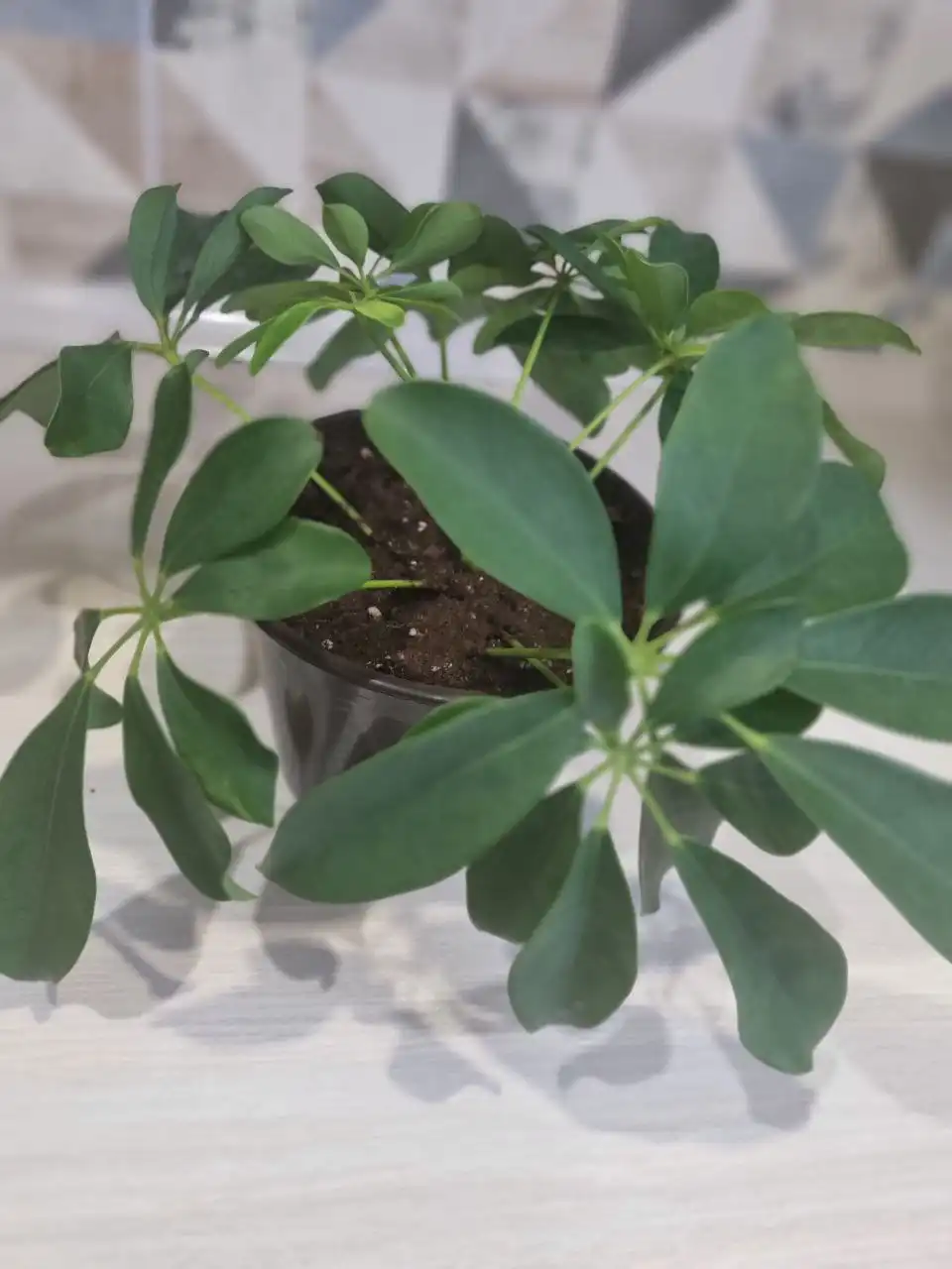 Шеффлера без горшка