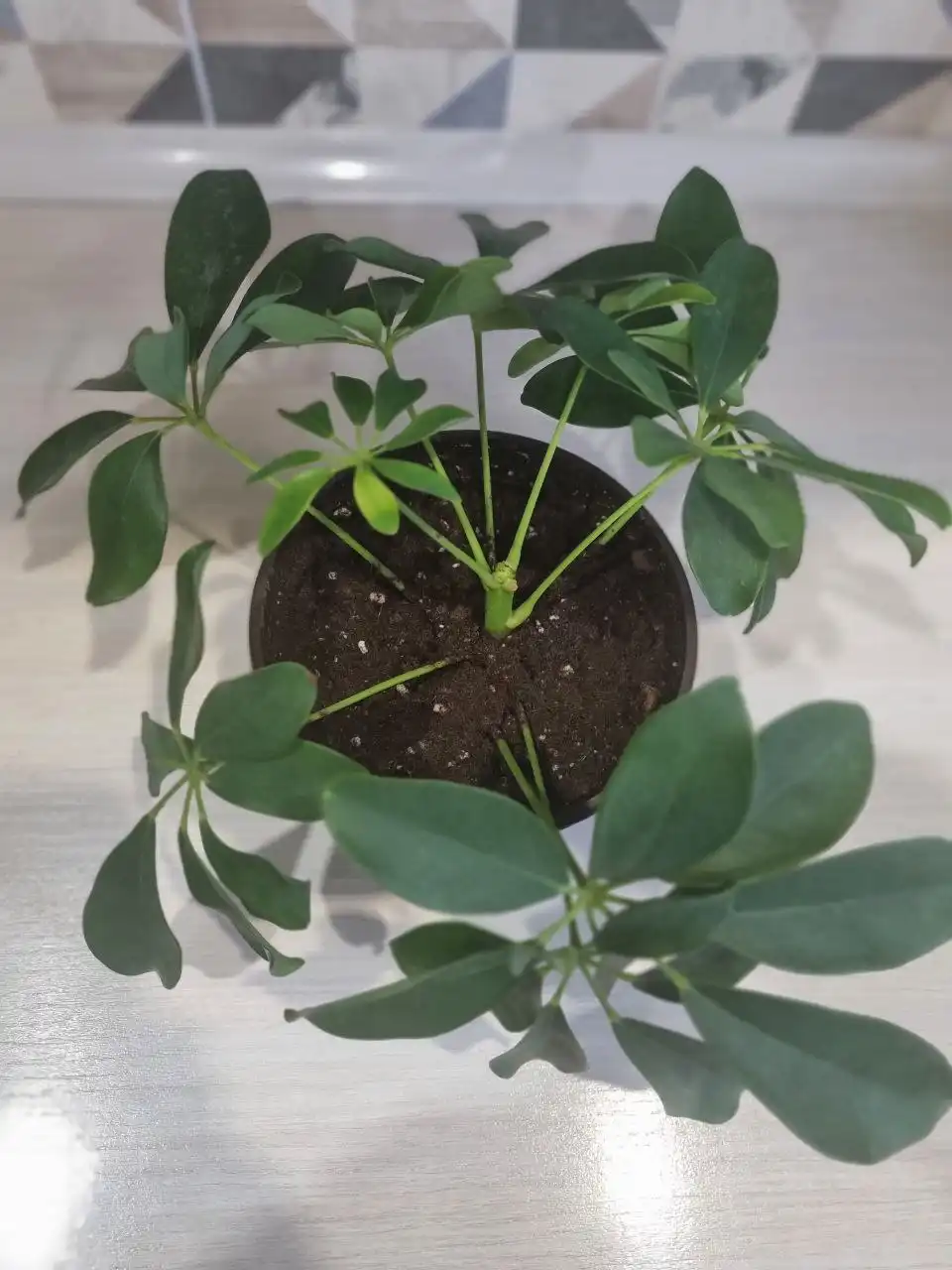 Шеффлера без горшка