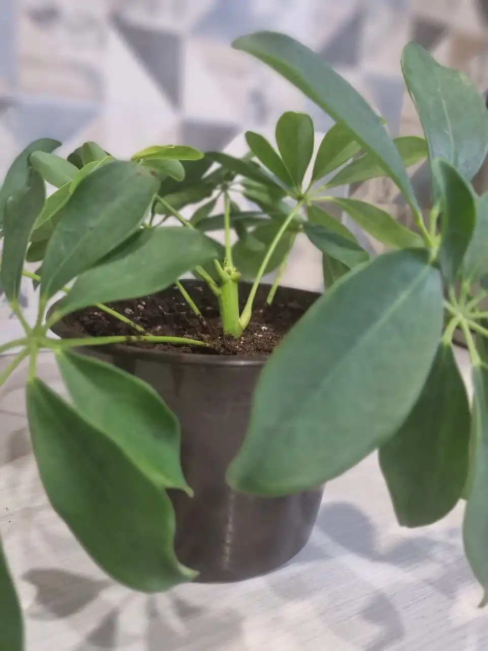 Шеффлера без горшка