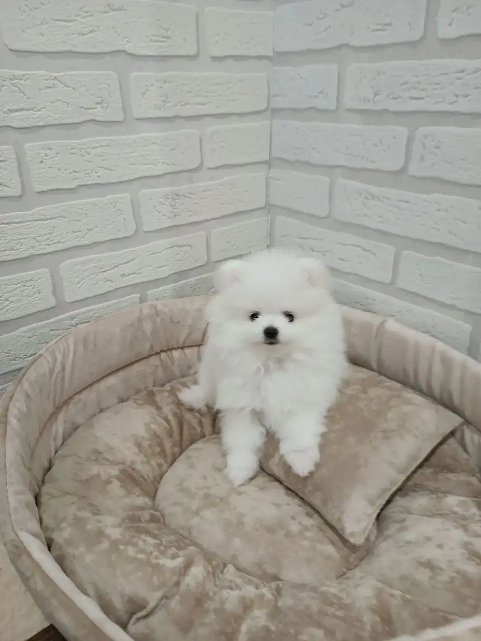 Продажа щенков шпица мини