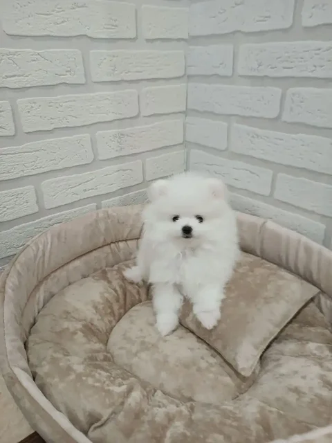 Продажа щенков шпица мини - Животные в Томск