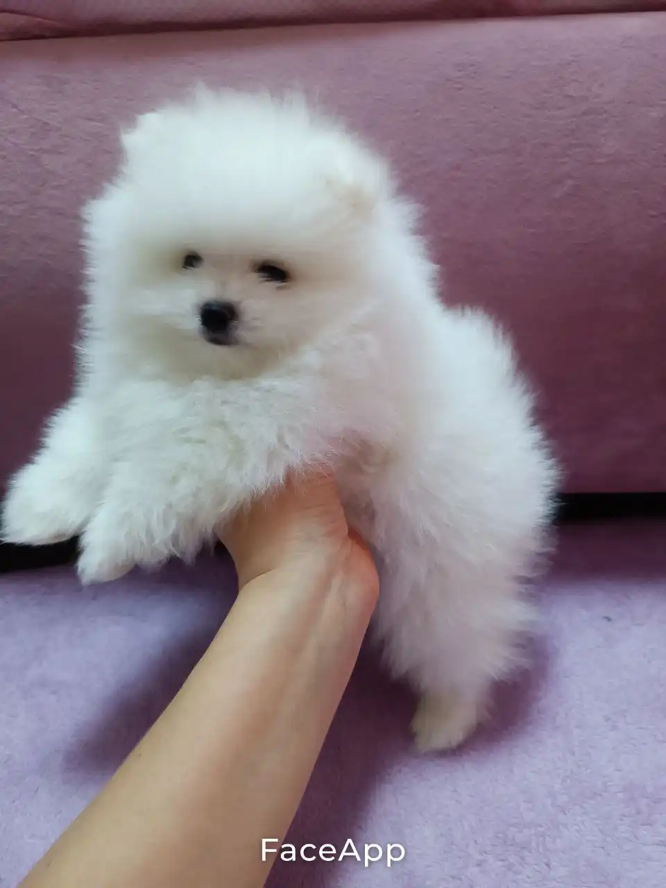 Продажа щенков шпица мини