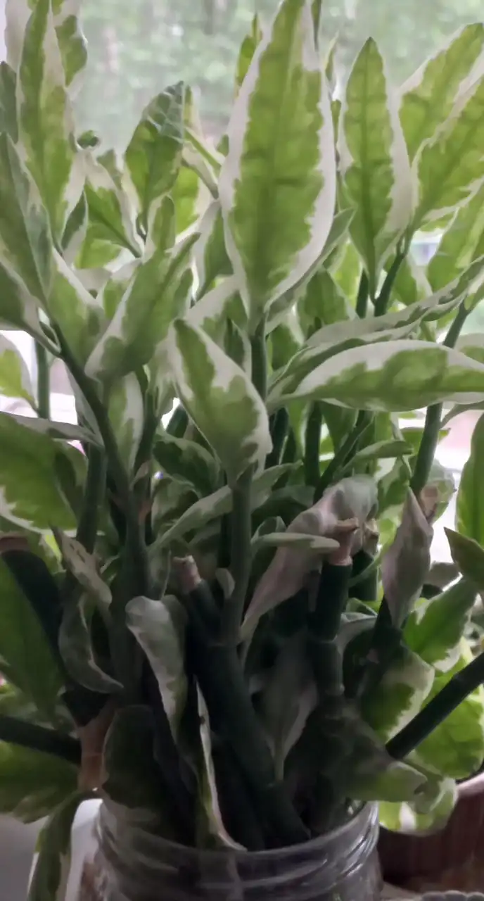 Укорененные черенки педилантуса