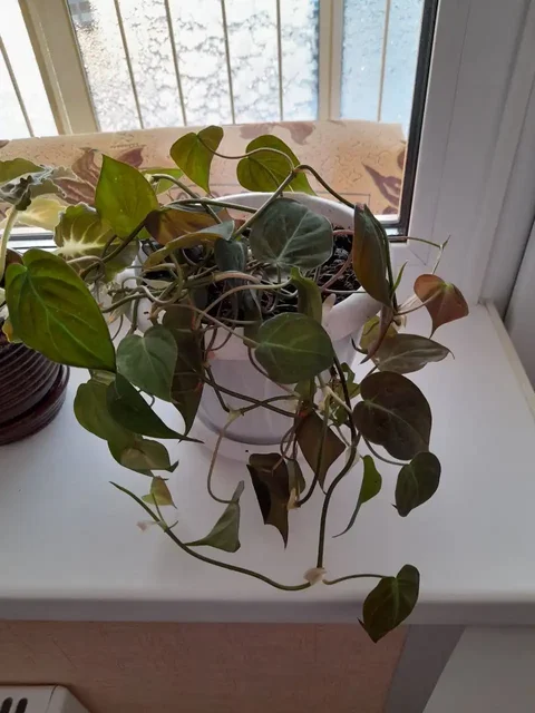 Продается филодендрон лиана - Праздничная атрибутика в Томск