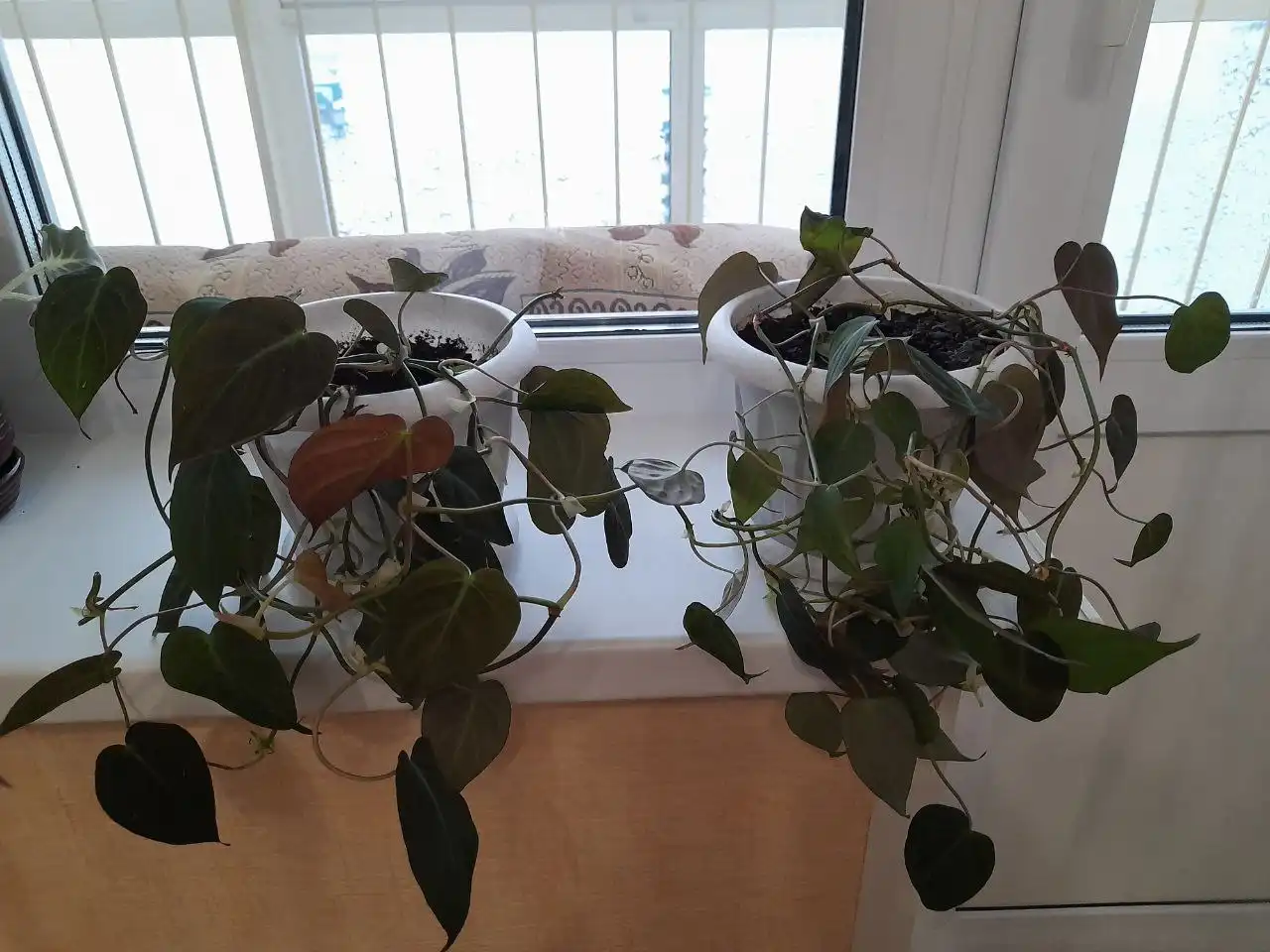 Продается филодендрон лиана - Комнатные растения (Хобби и отдых) в Томск