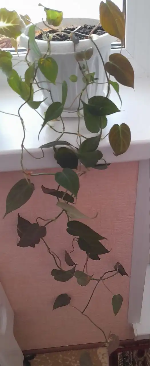 Продается филодендрон лиана - Комнатные растения (Хобби и отдых) в Томск