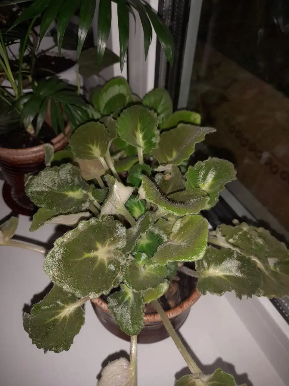 Фиалки голубая и розовая с горшочком - Комнатные растения (Хобби и отдых) в Томск