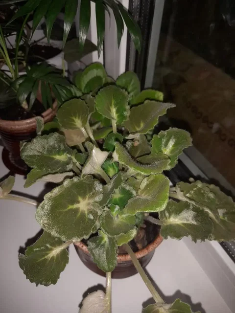 Фиалки голубая и розовая с горшочком - Праздничная атрибутика в Томск