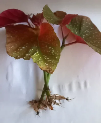 Продажа укорененных черенков бегонии пятнистой - Посуда в Томск