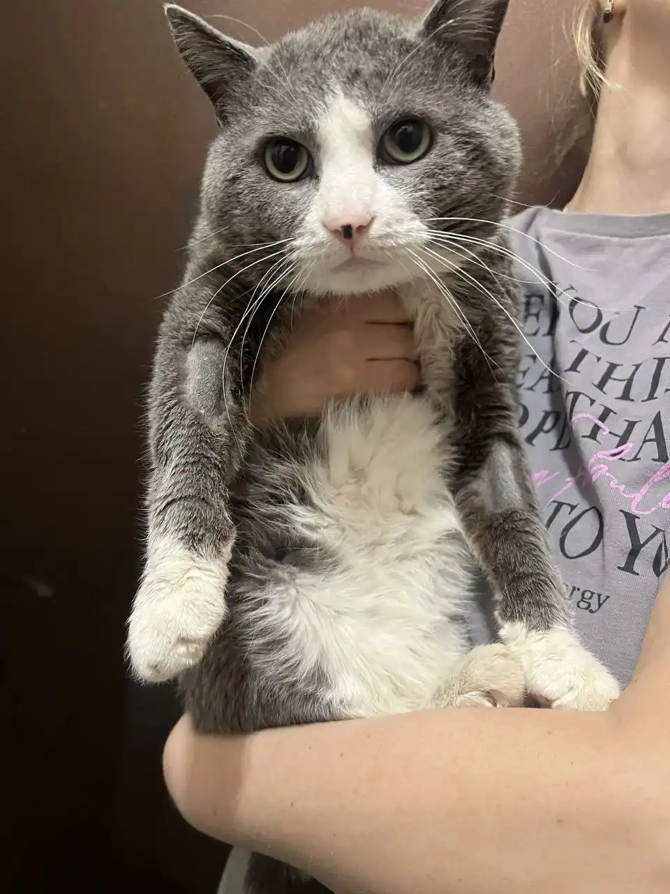 Кот Тихон ищет семью после спасения с улицы - Кошки (Животные) в Томск