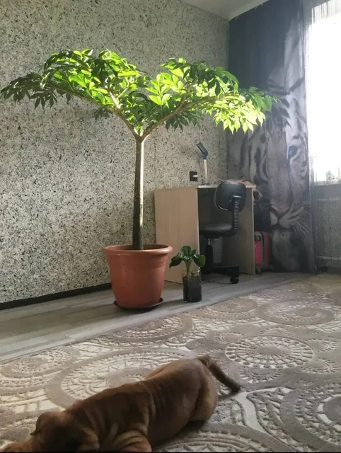 Редкое растение Аморфофаллус коньяк - Праздничная атрибутика в Томск