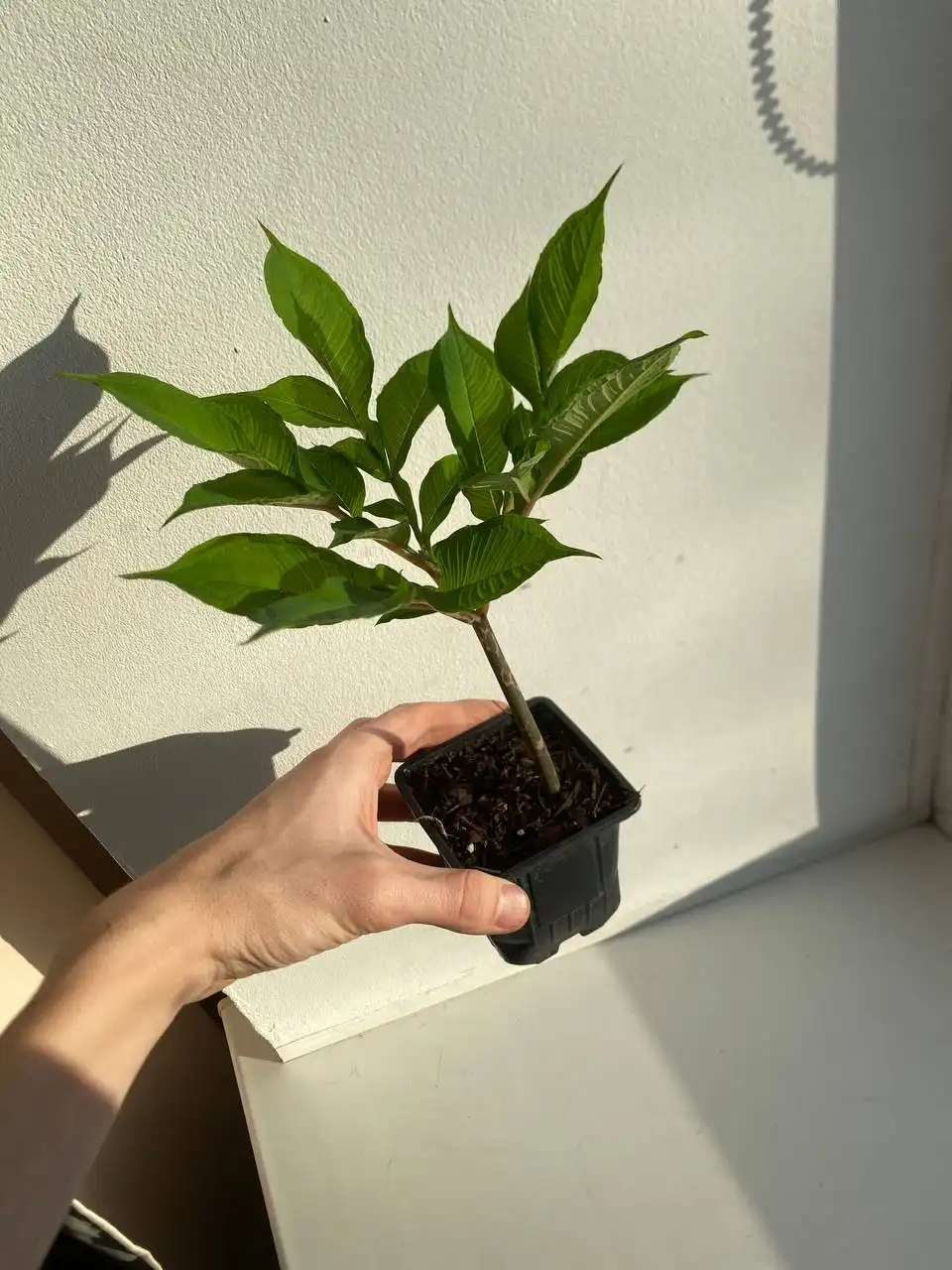 Редкое растение Аморфофаллус коньяк - Растения (Хобби и отдых) в Томск