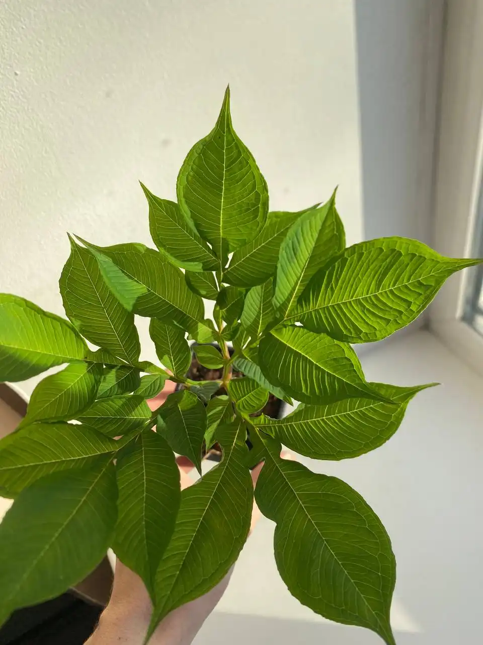 Редкое растение Аморфофаллус коньяк - Растения (Хобби и отдых) в Томск