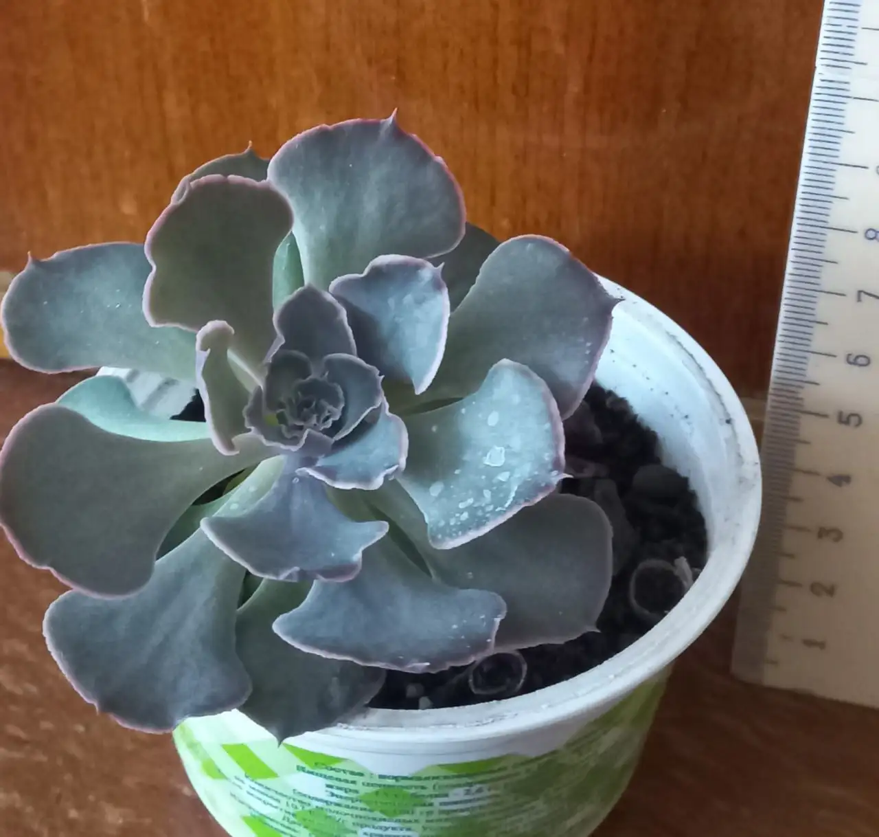 Продам растение Эхеверия - Растения (Барахолка) в Томск