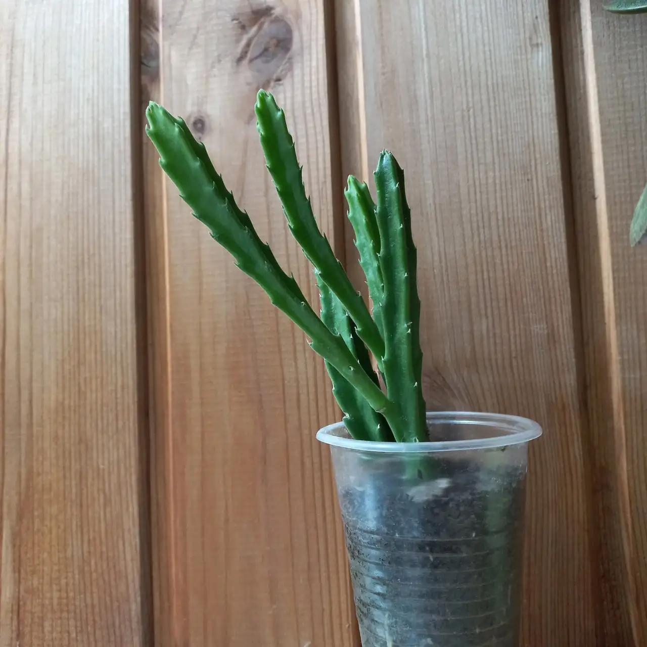 Продажа укорененных черенков стапелии - Растения (Хобби и отдых) в Томск