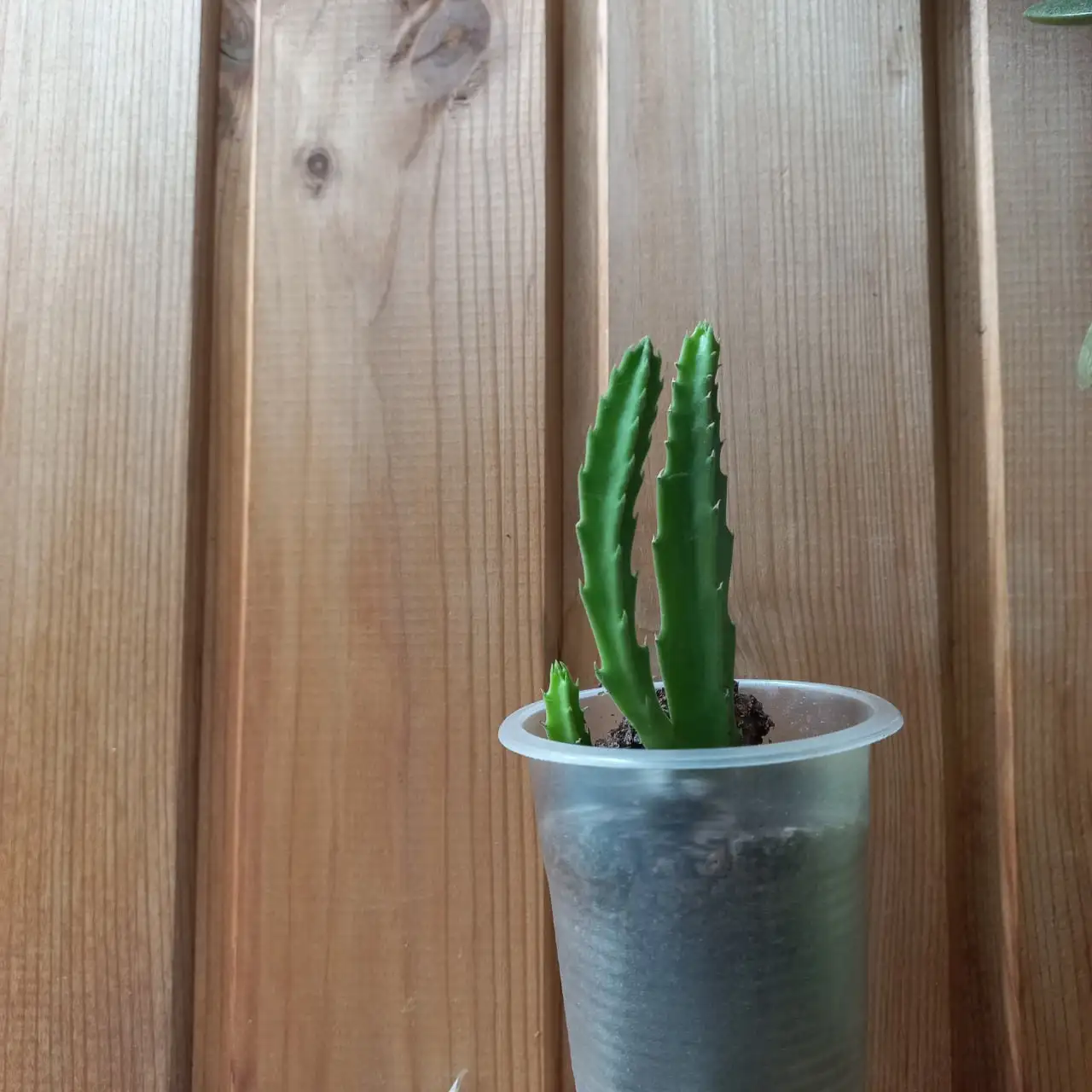 Продажа укорененных черенков стапелии - Растения (Хобби и отдых) в Томск