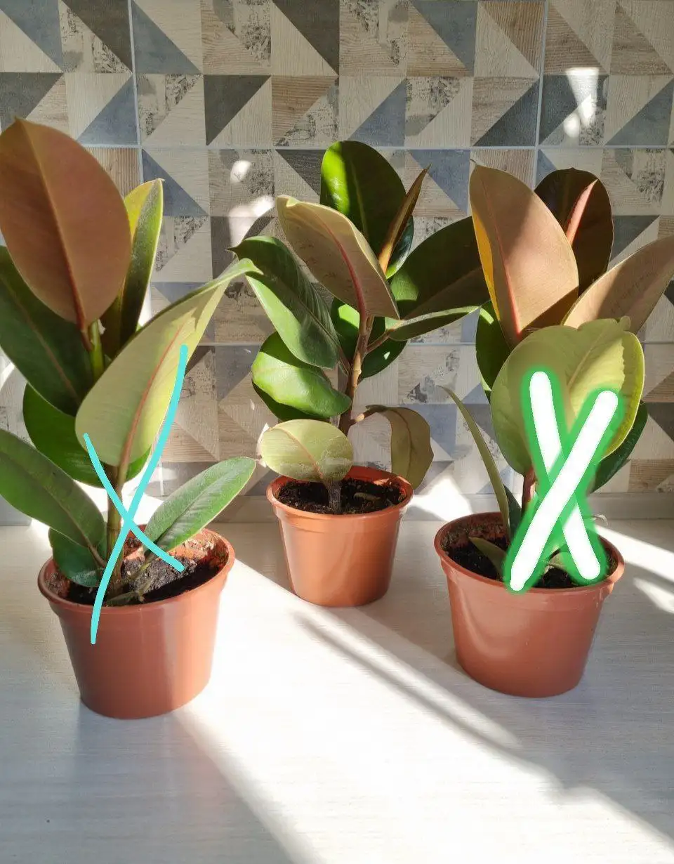 Фикус без горшка - Растения (Барахолка) в Томск