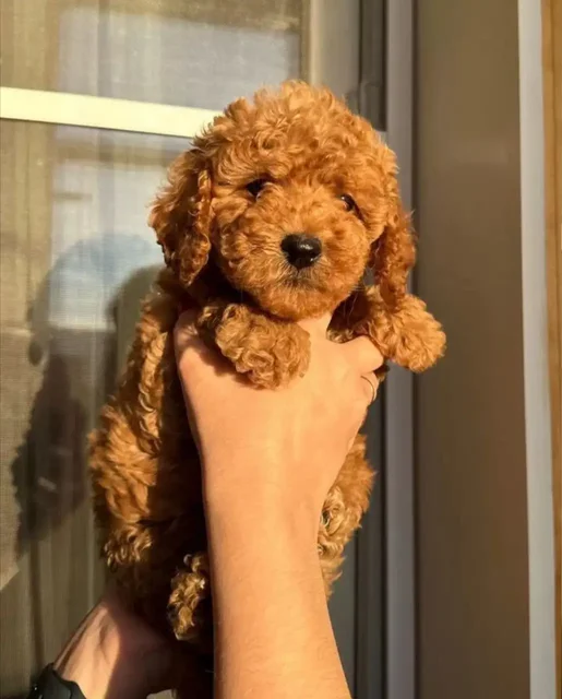 Той-пудель миниатюрный мальчик 2 месяца - Собаки в Томск