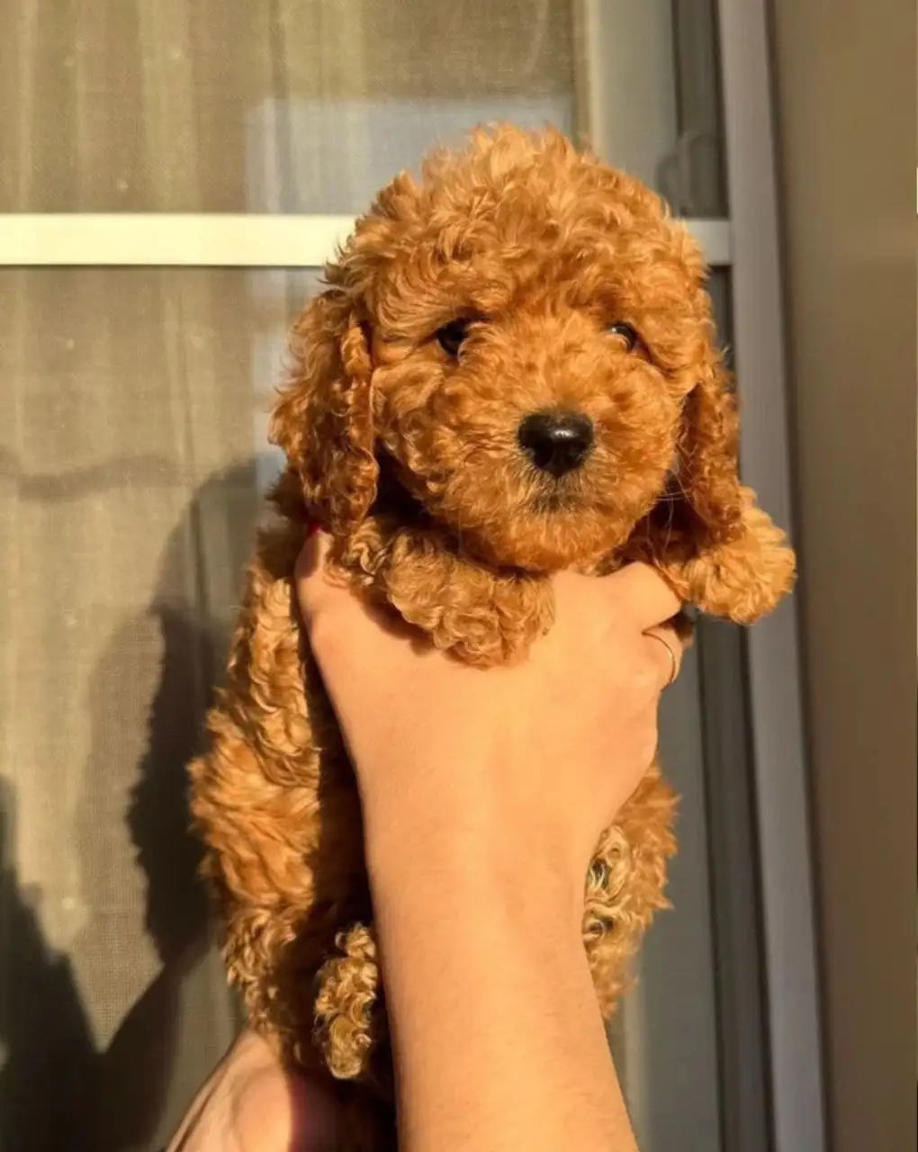 Той-пудель миниатюрный мальчик 2 месяца - Собаки (Животные) в Томск