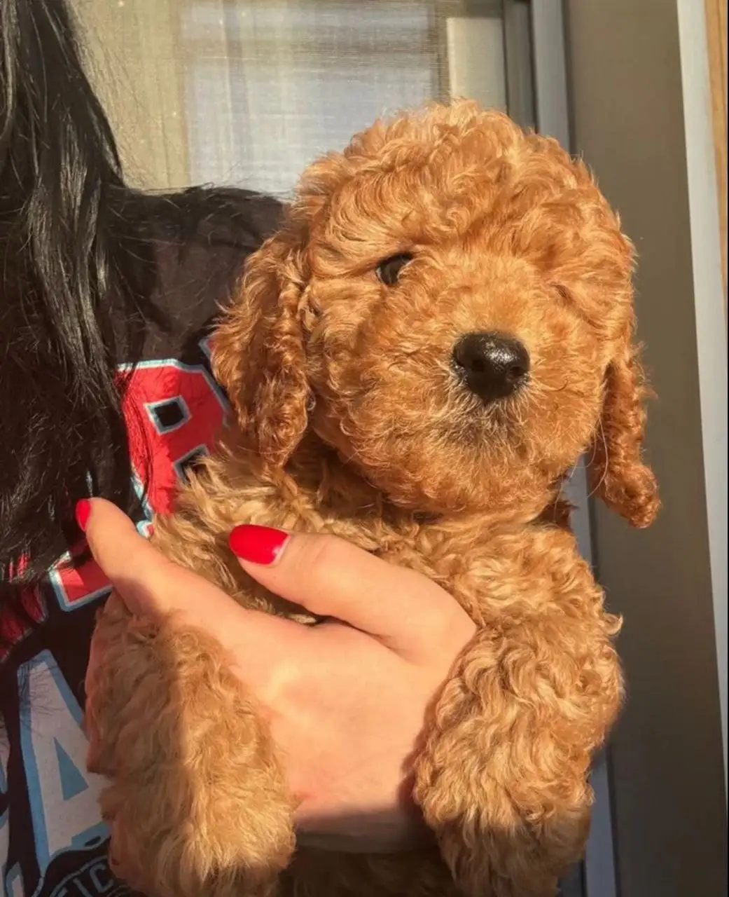 Той-пудель миниатюрный мальчик 2 месяца - Собаки (Животные) в Томск