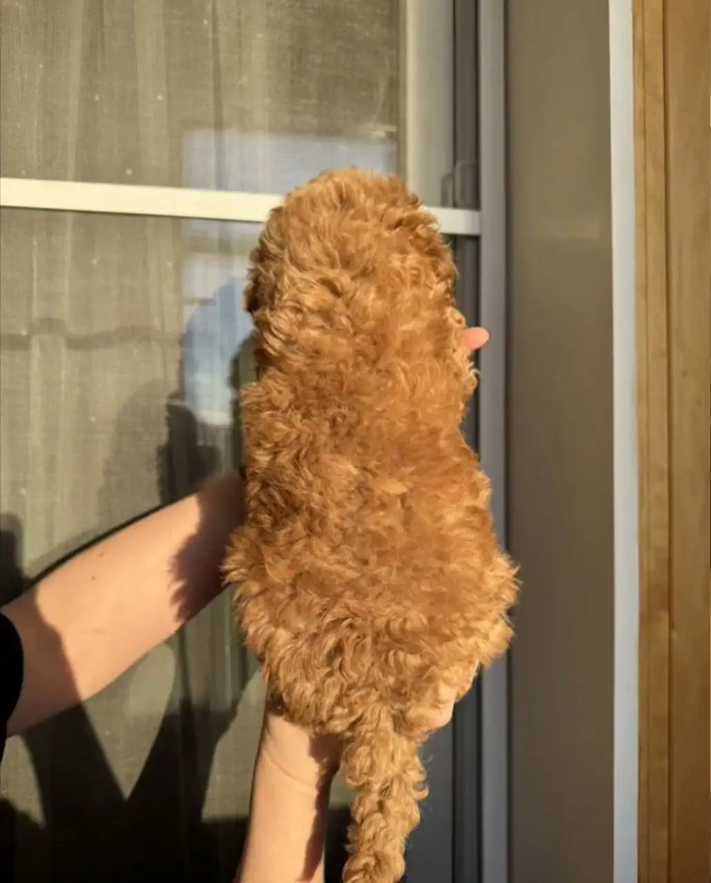 Той-пудель миниатюрный мальчик 2 месяца - Собаки (Животные) в Томск